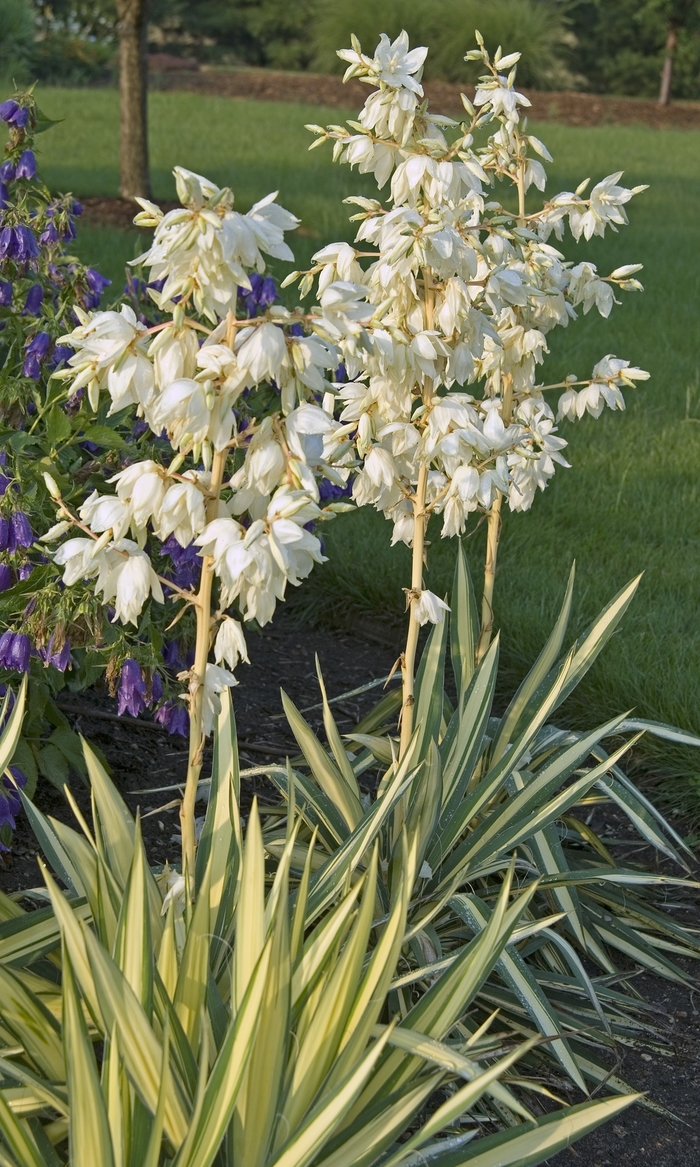 ''Color Guard'' Adam''s Needle - Yucca filamentosa from Tidal Roots Garden Center ''Color Guard'' Adam''s Needle - Yucca filamentosa from Tidal Roots Garden Center