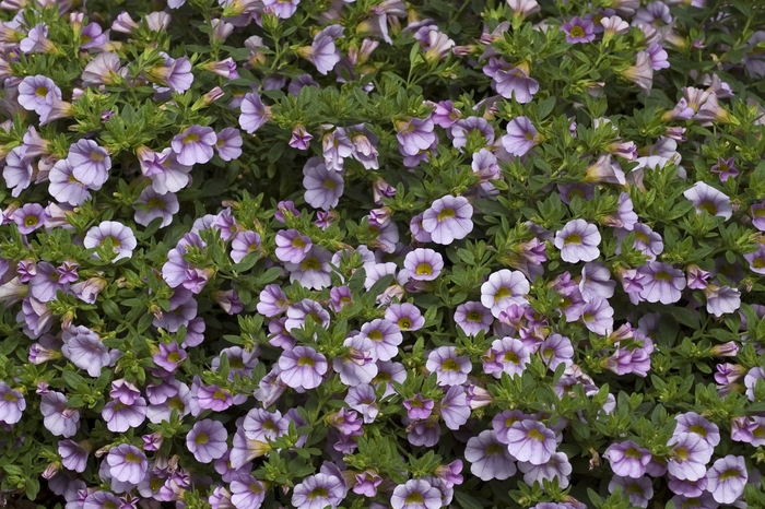 Lavender Million Bells - Calibrachoa from Tidal Roots Garden Center Lavender Million Bells - Calibrachoa from Tidal Roots Garden Center