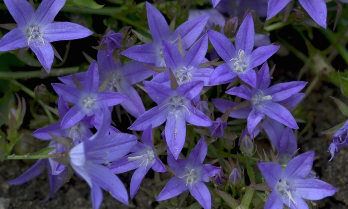 'Blue Waterfall™' Serbian Bellflower - Campanula poscharskyana from Tidal Roots Garden Center 'Blue Waterfall™' Serbian Bellflower - Campanula poscharskyana from Tidal Roots Garden Center