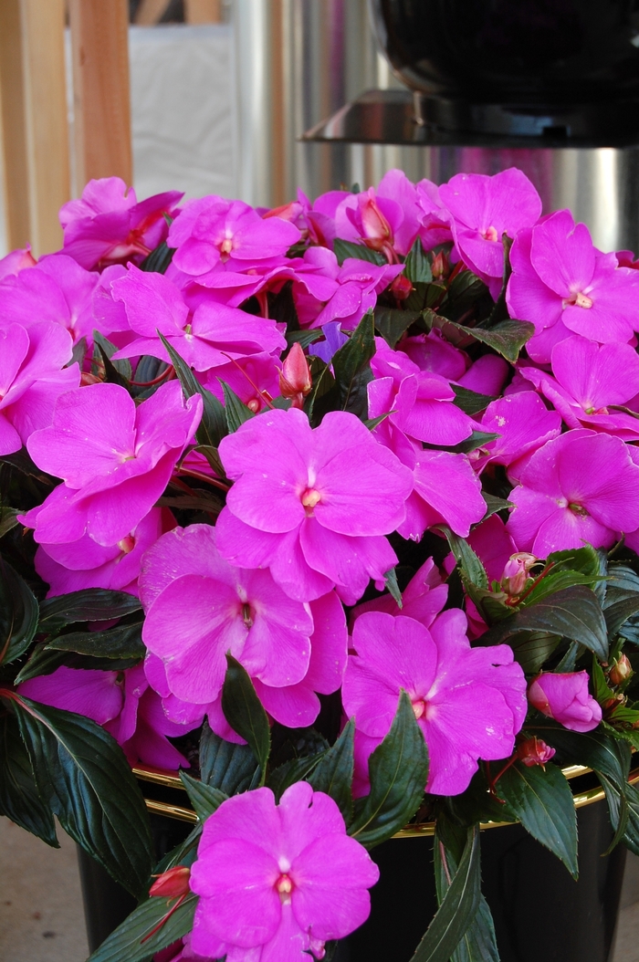 'Magnum Lavender' Magnum Lavender New Guinea Impatien - Impatiens hawkeri from Tidal Roots Garden Center