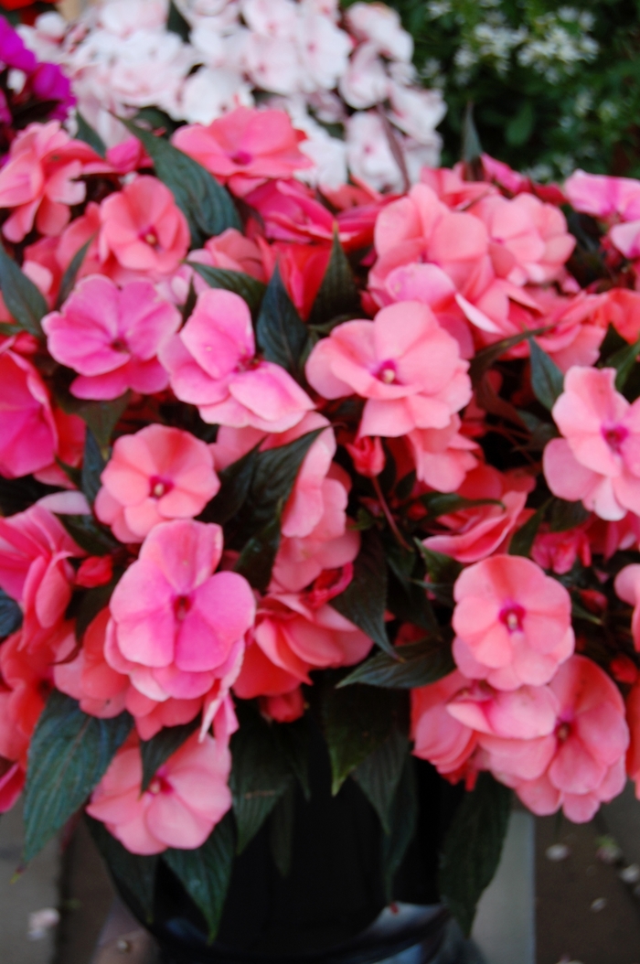'Magnum Salmon' Magnum Salmon New Guinea Impatien - Impatiens hawkeri from Tidal Roots Garden Center 'Magnum Salmon' Magnum Salmon New Guinea Impatien - Impatiens hawkeri from Tidal Roots Garden Center