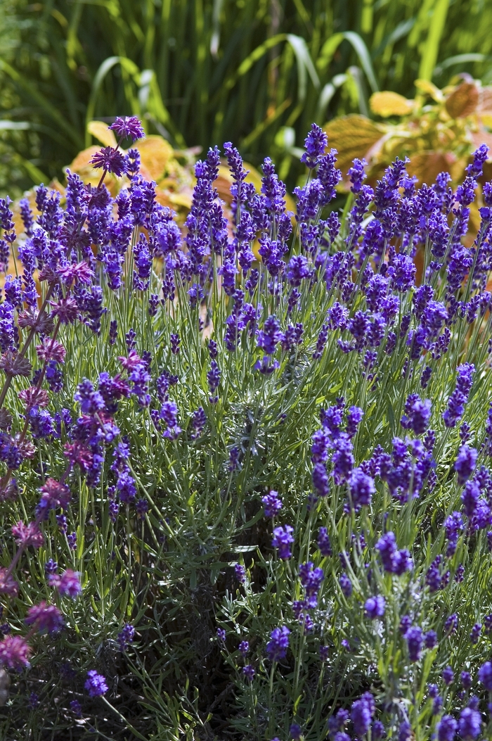 'Hidcote' Lavender - Lavandula angustifolia from Tidal Roots Garden Center 'Hidcote' Lavender - Lavandula angustifolia from Tidal Roots Garden Center