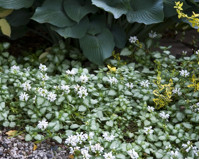 'White Nancy' Dead Nettle - Lamium maculatum from Tidal Roots Garden Center 'White Nancy' Dead Nettle - Lamium maculatum from Tidal Roots Garden Center