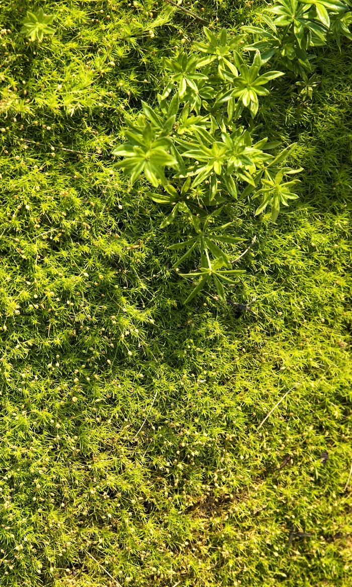'Aurea' Irish Moss - Sagina subulata from Tidal Roots Garden Center 'Aurea' Irish Moss - Sagina subulata from Tidal Roots Garden Center
