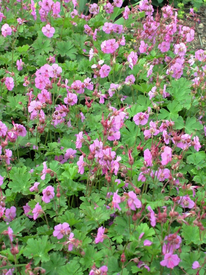 'Karmina' - Geranium x cantabrigiense from Tidal Roots Garden Center