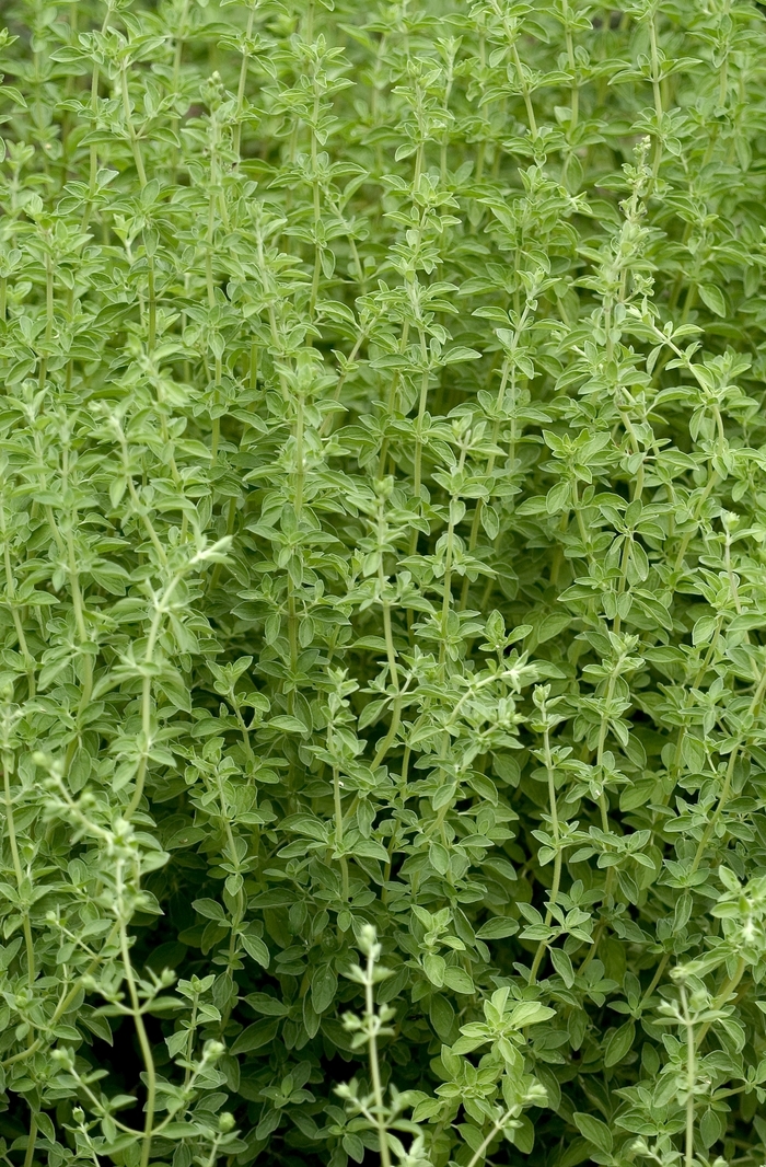 Sweet Marjoram - Origanum majorana from Tidal Roots Garden Center Sweet Marjoram - Origanum majorana from Tidal Roots Garden Center