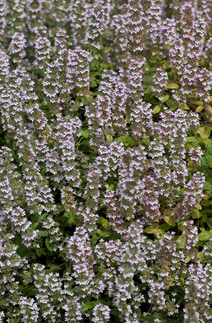 English Thyme - Thymus vulgaris from Tidal Roots Garden Center English Thyme - Thymus vulgaris from Tidal Roots Garden Center