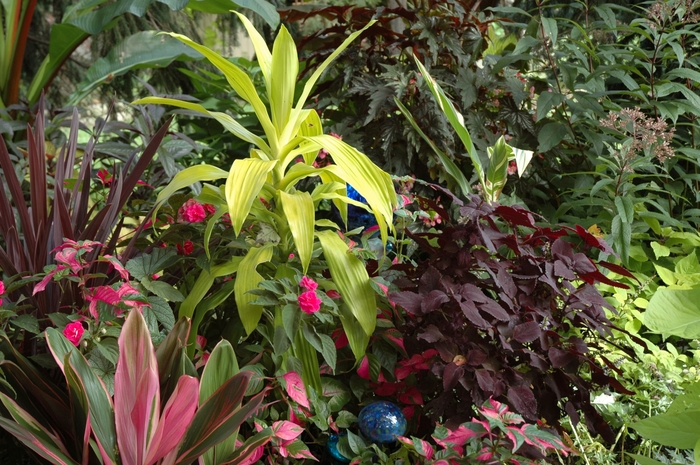 'Limelight' Draceana - Dracaena fragrans from Tidal Roots Garden Center 'Limelight' Draceana - Dracaena fragrans from Tidal Roots Garden Center