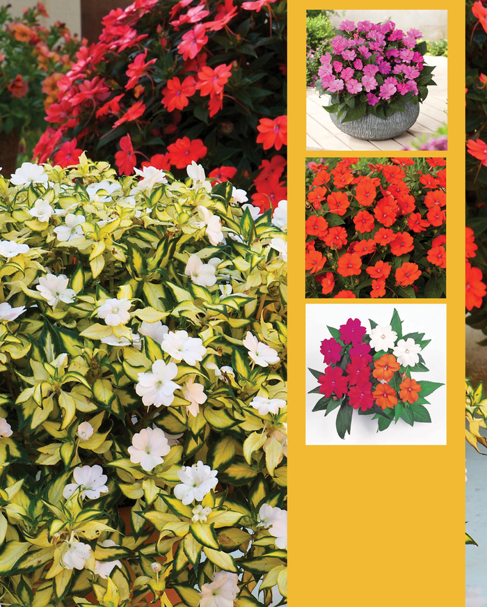 SunPatiens® Mix - Impatiens from Tidal Roots Garden Center SunPatiens® Mix - Impatiens from Tidal Roots Garden Center
