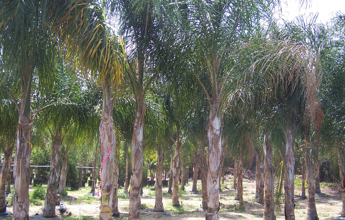 Queen Palm - Arecastrum romanzoffianum from Tidal Roots Garden Center Queen Palm - Arecastrum romanzoffianum from Tidal Roots Garden Center