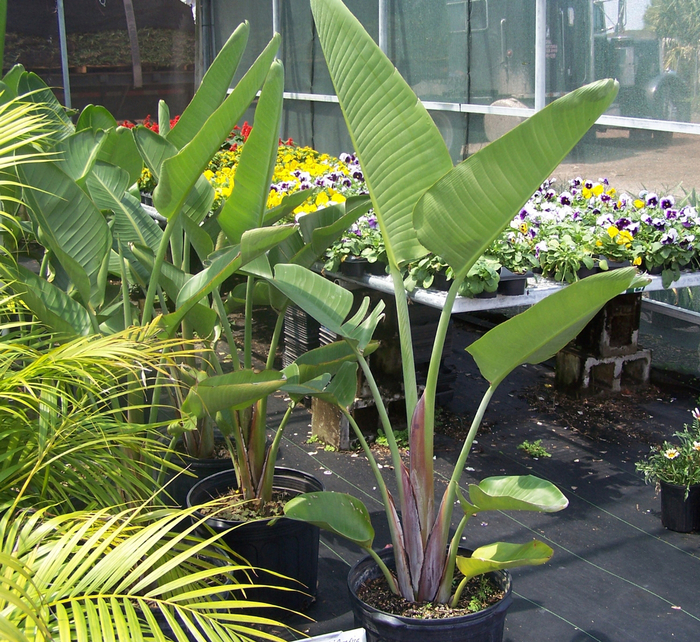 Giant White Bird of Paradise - Strelitzia nicolai from Tidal Roots Garden Center Giant White Bird of Paradise - Strelitzia nicolai from Tidal Roots Garden Center