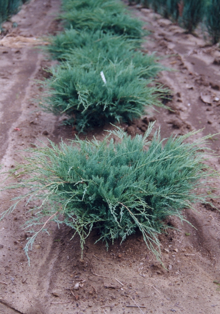'Grey Owl' Juniper - Juniperus virginiana from Tidal Roots Garden Center 'Grey Owl' Juniper - Juniperus virginiana from Tidal Roots Garden Center