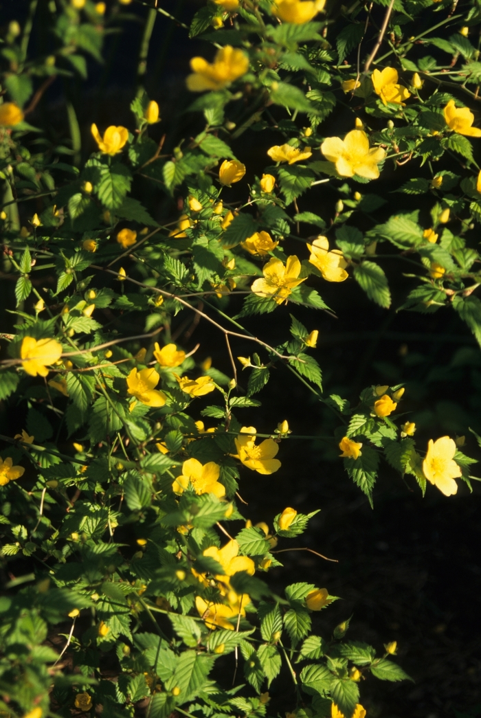 Japanese Kerria - Kerria japonica from Tidal Roots Garden Center Japanese Kerria - Kerria japonica from Tidal Roots Garden Center
