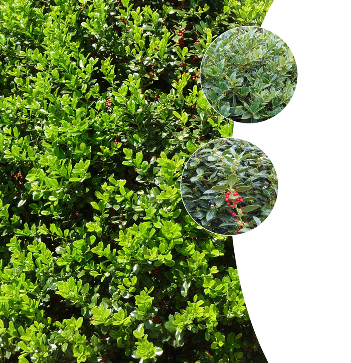 'Multiple Varieties' Chinese Holly - Ilex cornuta from Tidal Roots Garden Center 'Multiple Varieties' Chinese Holly - Ilex cornuta from Tidal Roots Garden Center