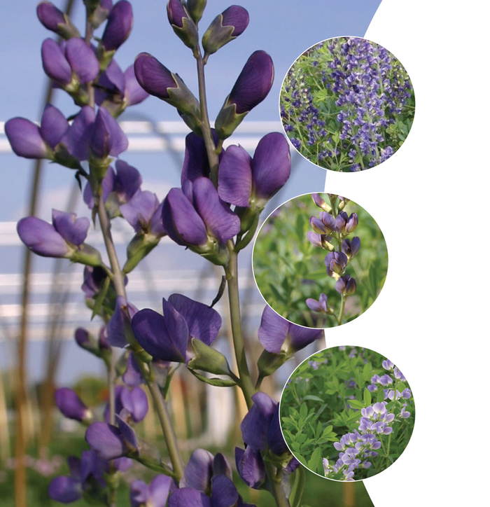 False Indigo, Assorted - Baptisia from Tidal Roots Garden Center False Indigo, Assorted - Baptisia from Tidal Roots Garden Center