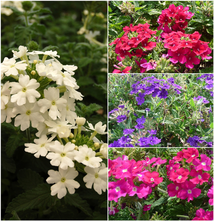 Assorted Verbena - Verbena from Tidal Roots Garden Center Assorted Verbena - Verbena from Tidal Roots Garden Center