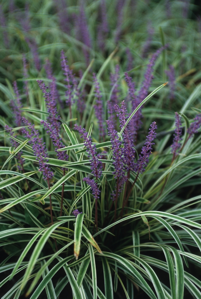 'Variegata' Variegated Liriope - Liriope muscari from Tidal Roots Garden Center 'Variegata' Variegated Liriope - Liriope muscari from Tidal Roots Garden Center