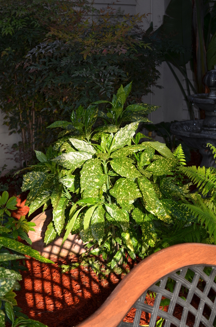'Gold Dust' Gold Dust Aucuba - Aucuba japonica from Tidal Roots Garden Center 'Gold Dust' Gold Dust Aucuba - Aucuba japonica from Tidal Roots Garden Center