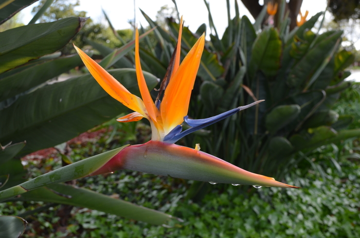 Bird of Paradise - Strelitzia reginae from Tidal Roots Garden Center