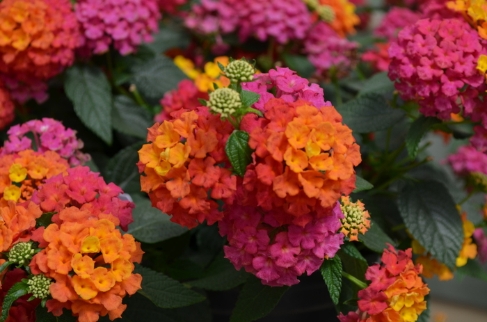 Lucky™ 'Sunrise Rose' - Lantana camara from Tidal Roots Garden Center Lucky™ 'Sunrise Rose' - Lantana camara from Tidal Roots Garden Center