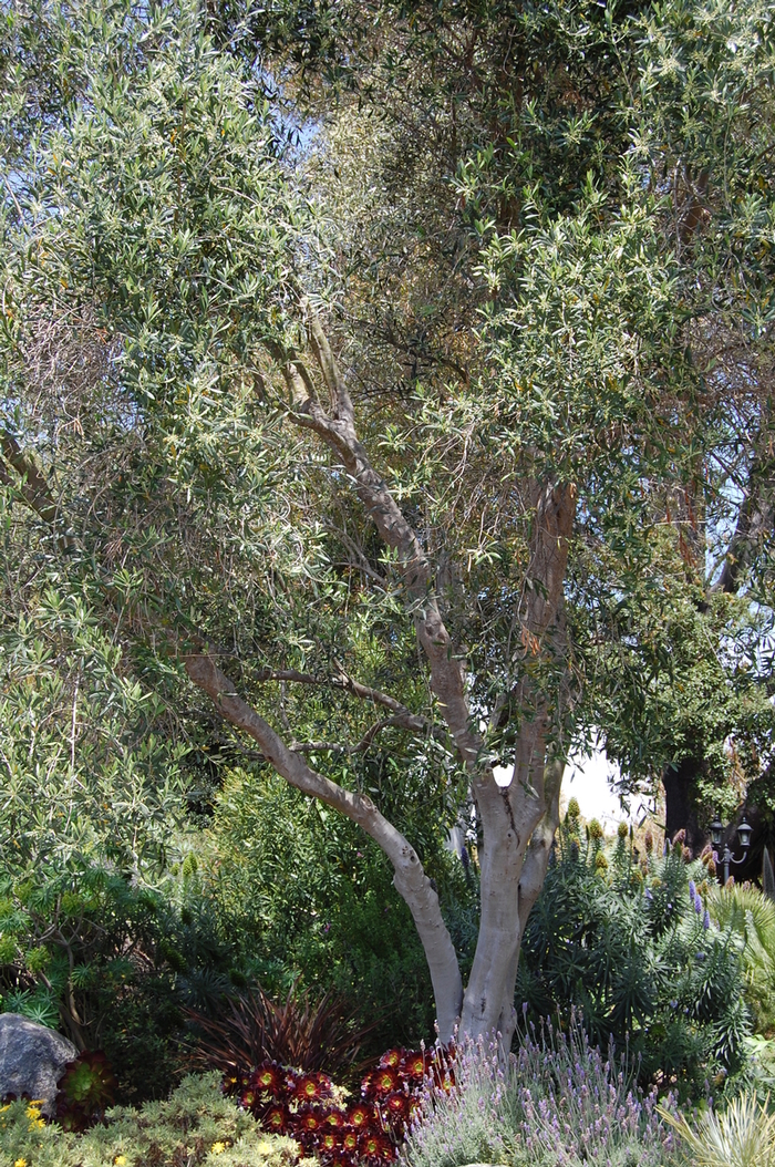 Olive - Olea europea from Tidal Roots Garden Center Olive - Olea europea from Tidal Roots Garden Center