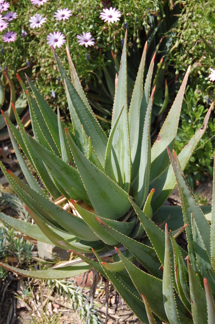 Aloe - Aloe succotrina from Tidal Roots Garden Center Aloe - Aloe succotrina from Tidal Roots Garden Center