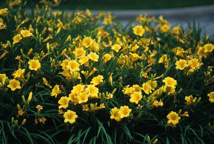 'Stella d' Oro' - Hemerocallis (Daylily) from Tidal Roots Garden Center 'Stella d' Oro' - Hemerocallis (Daylily) from Tidal Roots Garden Center