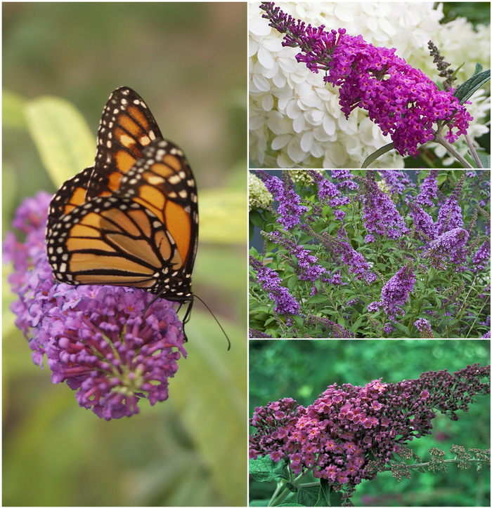 'Multiple Varieties' Assorted, Butterfly Bush - Buddleia from Tidal Roots Garden Center