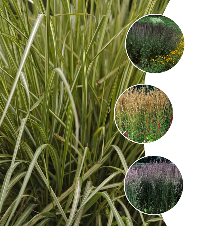 'Multiple Varieties' Assorted, Reed Grass - Calamagrostis from Tidal Roots Garden Center 'Multiple Varieties' Assorted, Reed Grass - Calamagrostis from Tidal Roots Garden Center