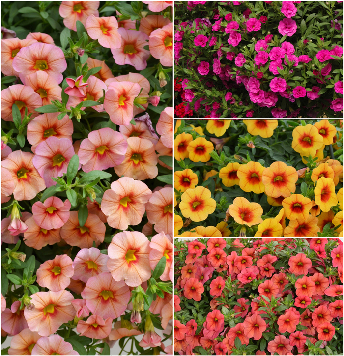 MiniFamous® 'Series' - Calibrachoa (Trailing Petunia) from Tidal Roots Garden Center MiniFamous® 'Series' - Calibrachoa (Trailing Petunia) from Tidal Roots Garden Center