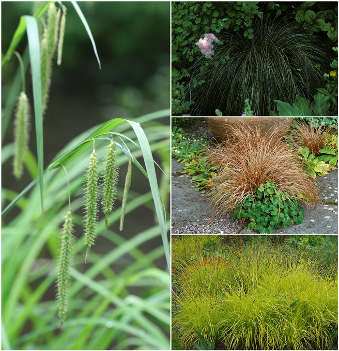 'Multiple Varieties' Sedge - Carex from Tidal Roots Garden Center 'Multiple Varieties' Sedge - Carex from Tidal Roots Garden Center