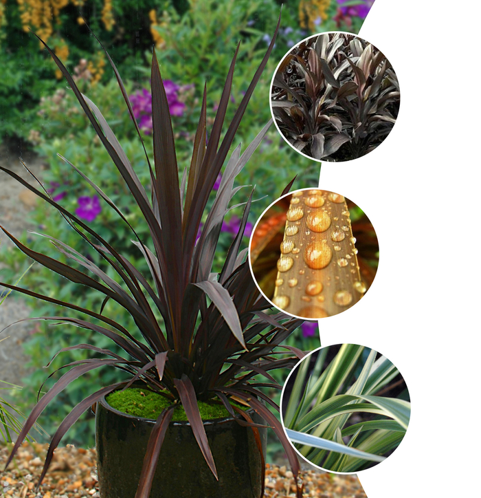 Cordyline - Cordyline from Tidal Roots Garden Center