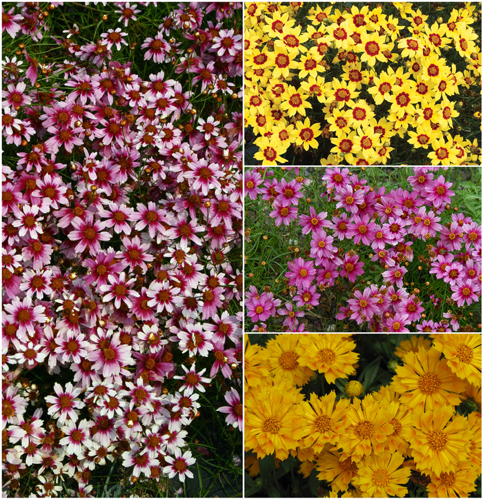 'Multiple Varieties' - Coreopsis from Tidal Roots Garden Center