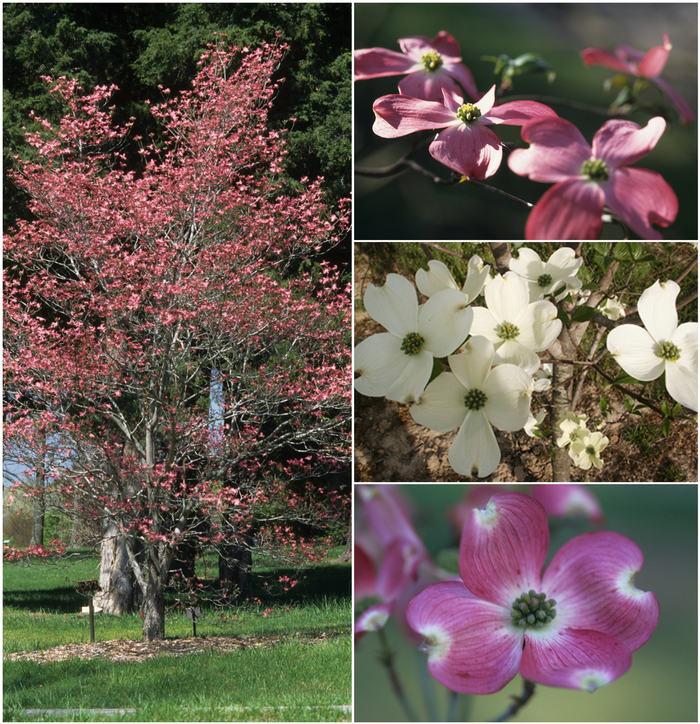 'Cherokee Collection' Flowering Dogwood - Cornus florida from Tidal Roots Garden Center 'Cherokee Collection' Flowering Dogwood - Cornus florida from Tidal Roots Garden Center