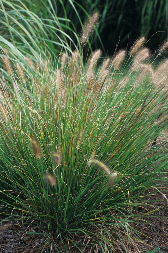 Fountain Grass - Pennisetum alopecuroides from Tidal Roots Garden Center Fountain Grass - Pennisetum alopecuroides from Tidal Roots Garden Center