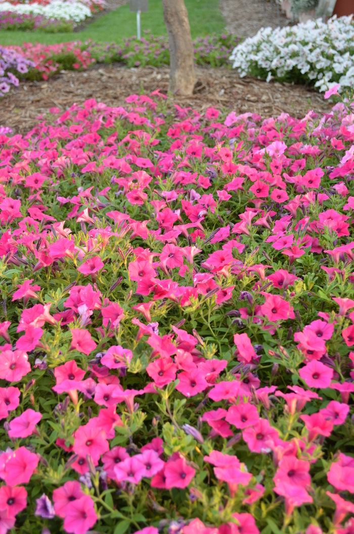 Supertunia Vista® 'Fuchsia' - Petunia from Tidal Roots Garden Center Supertunia Vista® 'Fuchsia' - Petunia from Tidal Roots Garden Center