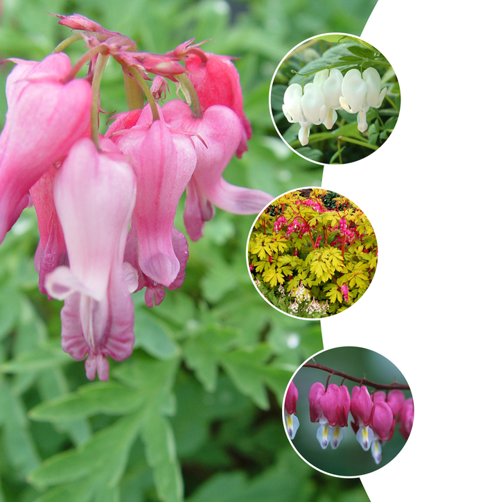 'Multiple Varieties' Bleeding Heart, Assorted - Dicentra from Tidal Roots Garden Center 'Multiple Varieties' Bleeding Heart, Assorted - Dicentra from Tidal Roots Garden Center