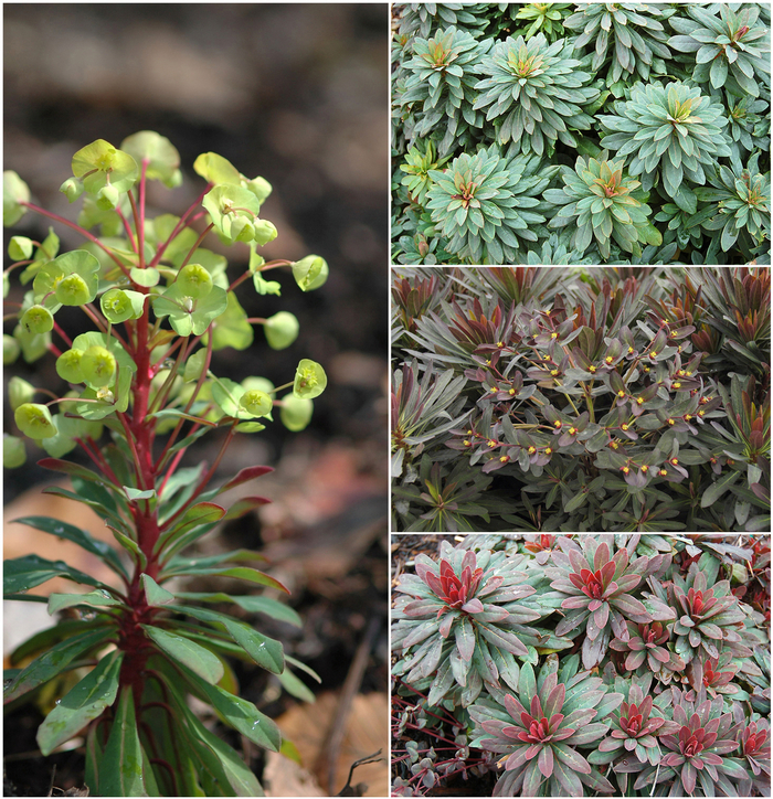 'Multiple Varieties' Spurge - Euphorbia from Tidal Roots Garden Center 'Multiple Varieties' Spurge - Euphorbia from Tidal Roots Garden Center