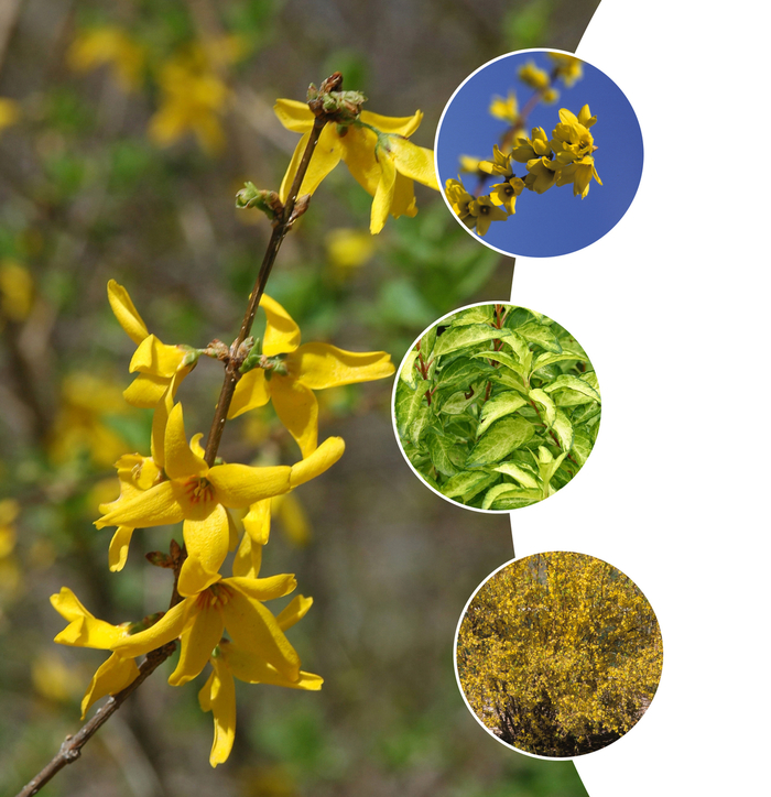 Forsythia Multiple Varieties - Forsythia from Tidal Roots Garden Center Forsythia Multiple Varieties - Forsythia from Tidal Roots Garden Center