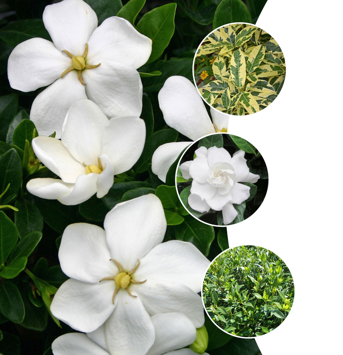 'Multiple Varieties' - Gardenia jasminoides from Tidal Roots Garden Center 'Multiple Varieties' - Gardenia jasminoides from Tidal Roots Garden Center