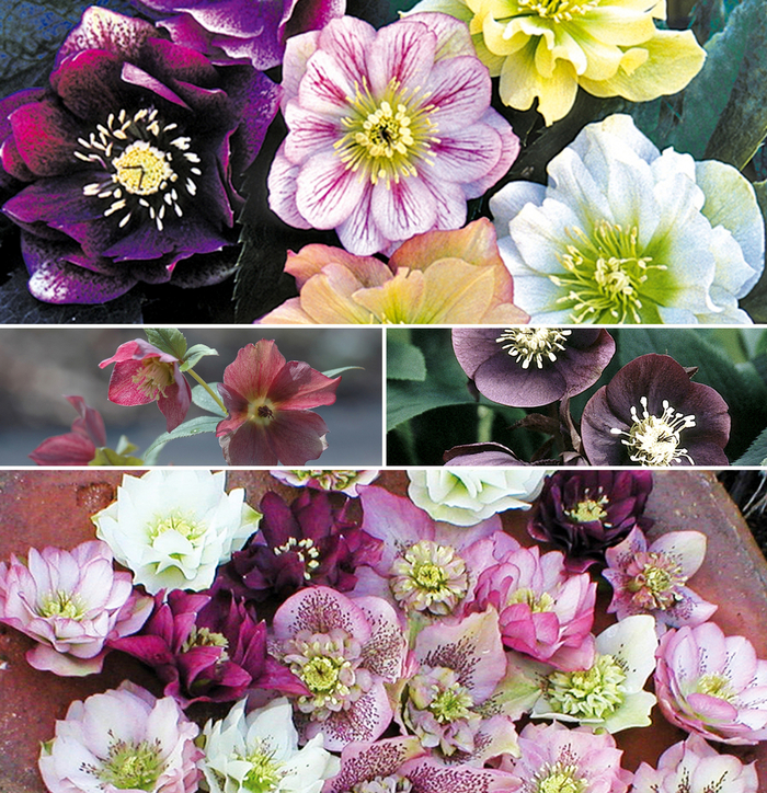 'Multiple Varieties' Lenten Rose - Helleborus from Tidal Roots Garden Center 'Multiple Varieties' Lenten Rose - Helleborus from Tidal Roots Garden Center
