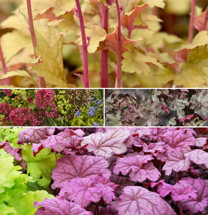 Assorted Coral Bells - Heuchera from Tidal Roots Garden Center Assorted Coral Bells - Heuchera from Tidal Roots Garden Center