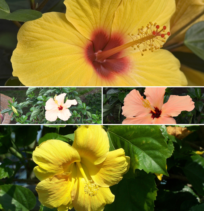 'Multiple Varieties' Tropical Hibiscus - Hibiscus rosa-sinensis from Tidal Roots Garden Center 'Multiple Varieties' Tropical Hibiscus - Hibiscus rosa-sinensis from Tidal Roots Garden Center