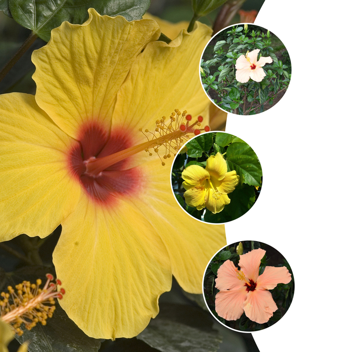 'Multiple Varieties' Tropical Hibiscus - Hibiscus rosa-sinensis from Tidal Roots Garden Center