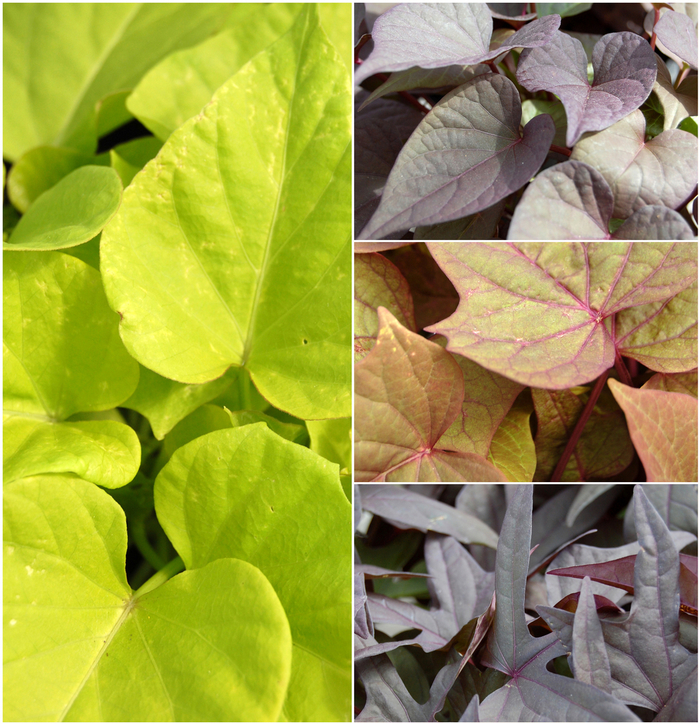 'Multiple Varieties' Assorted, Ornamental Sweet Potato - Ipomoea batatas from Tidal Roots Garden Center 'Multiple Varieties' Assorted, Ornamental Sweet Potato - Ipomoea batatas from Tidal Roots Garden Center