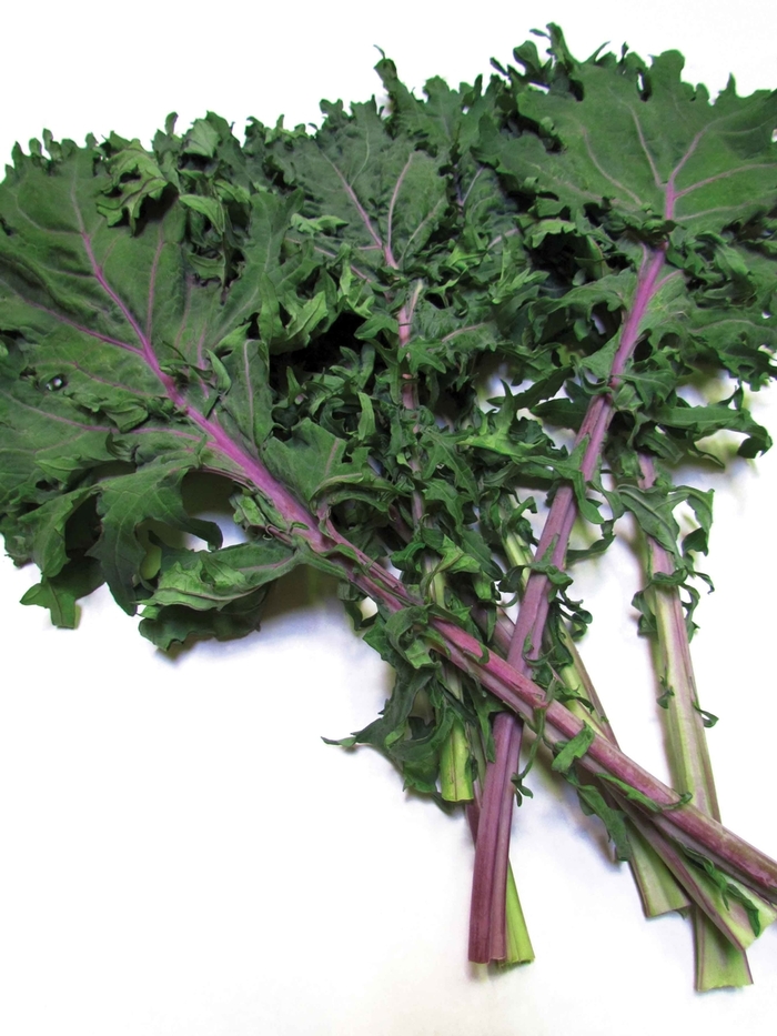 'Red Russian' Kale - Brassica oleracea from Tidal Roots Garden Center 'Red Russian' Kale - Brassica oleracea from Tidal Roots Garden Center
