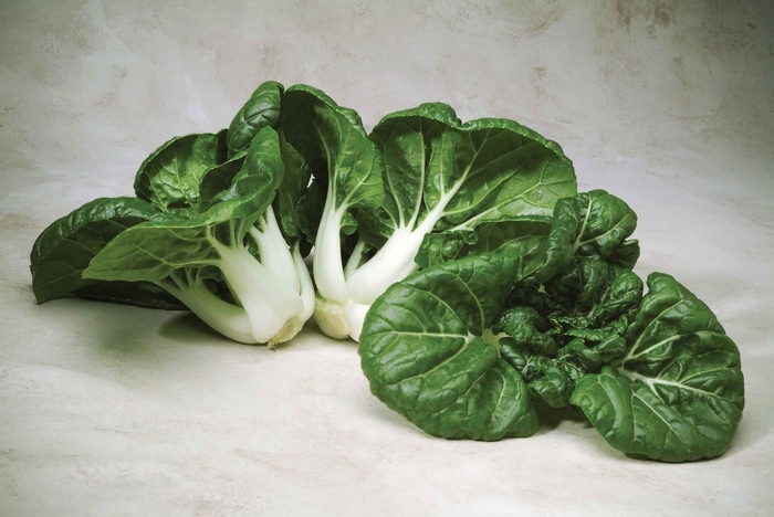 'Toy Choy F1' Pak Choi - Brassica from Tidal Roots Garden Center 'Toy Choy F1' Pak Choi - Brassica from Tidal Roots Garden Center