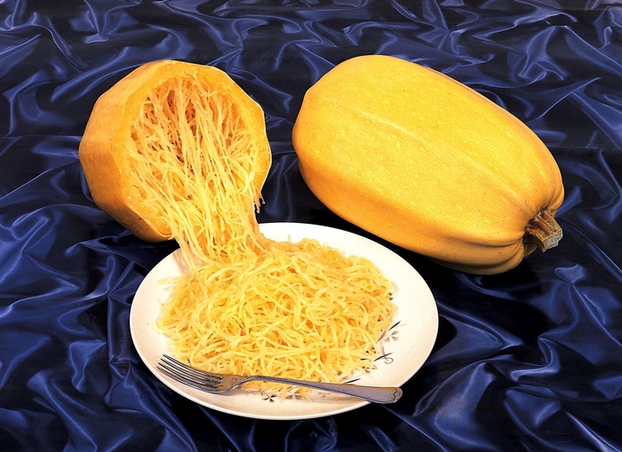 'Vegetable Spaghetti' Squash - Cucurbita from Tidal Roots Garden Center 'Vegetable Spaghetti' Squash - Cucurbita from Tidal Roots Garden Center