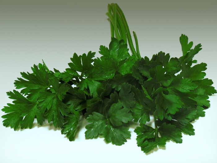 'Overwinter Plain' Parsley - Petroselinum crispum from Tidal Roots Garden Center 'Overwinter Plain' Parsley - Petroselinum crispum from Tidal Roots Garden Center