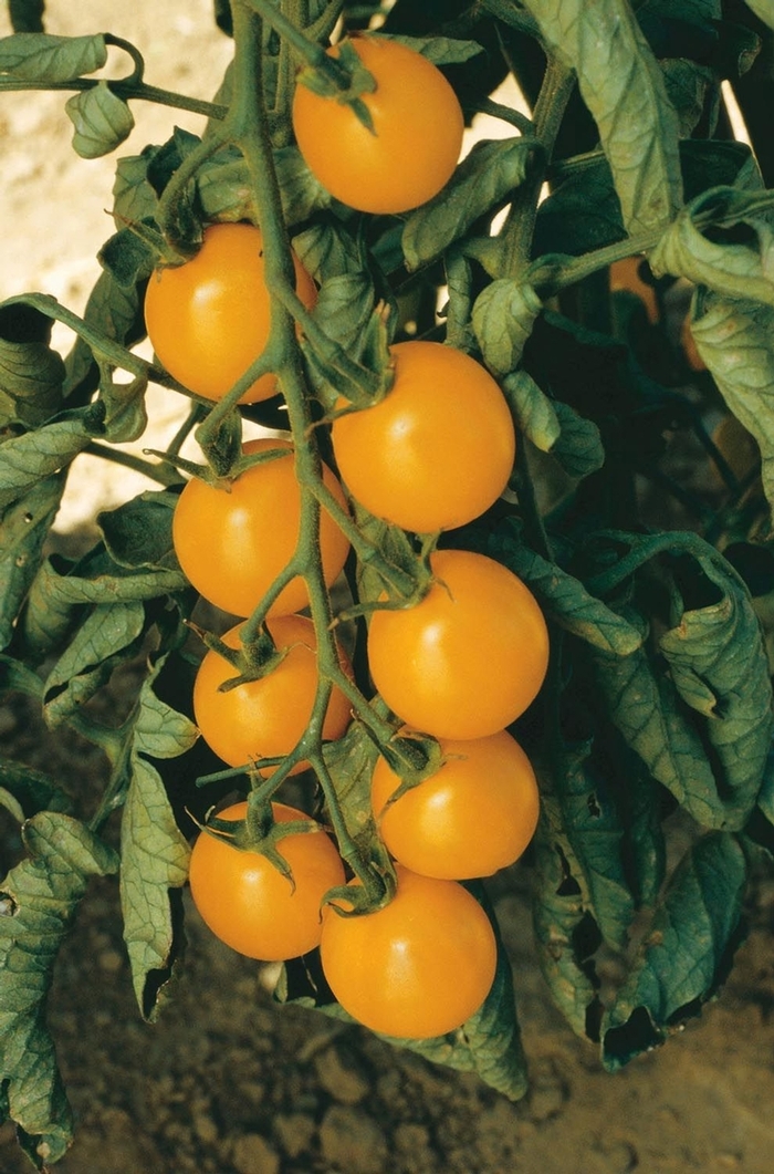 'Sweet Gold' Tomato - Lycopersicon esculentum from Tidal Roots Garden Center 'Sweet Gold' Tomato - Lycopersicon esculentum from Tidal Roots Garden Center